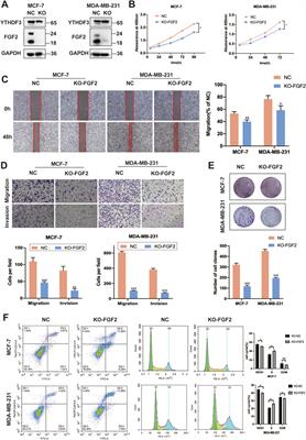 YTHDF3 modulates the progression of breast cancer cells by regulating FGF2 through m6A methylation